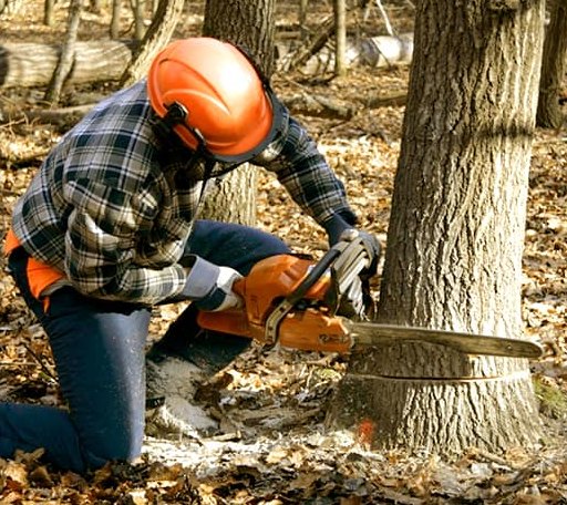 Tree Removal in Peru, KS
